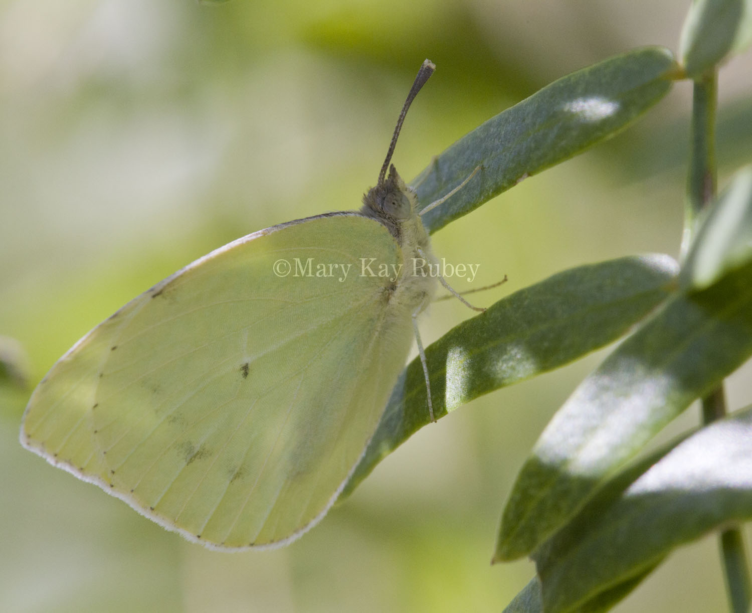 Lyside Sulphur _MG_1609.jpg