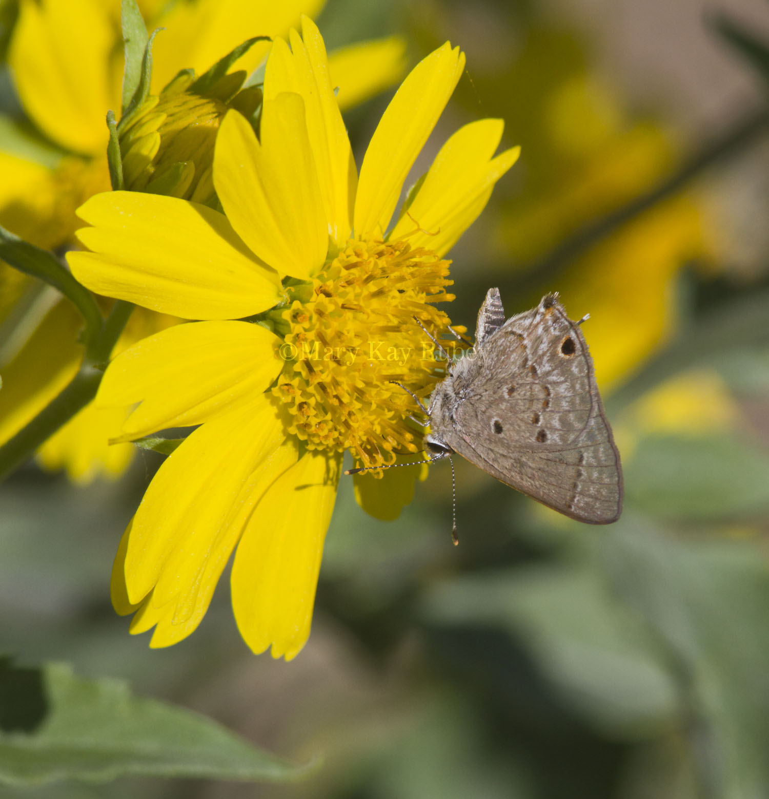 Mallow Scrub-Hairstreak _MG_2764.jpg