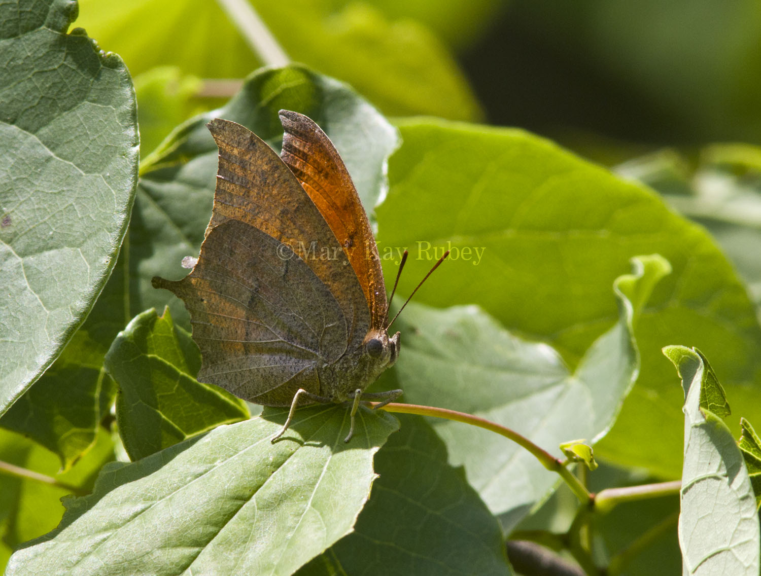 Goatweed Leafwing _MG_0731.jpg