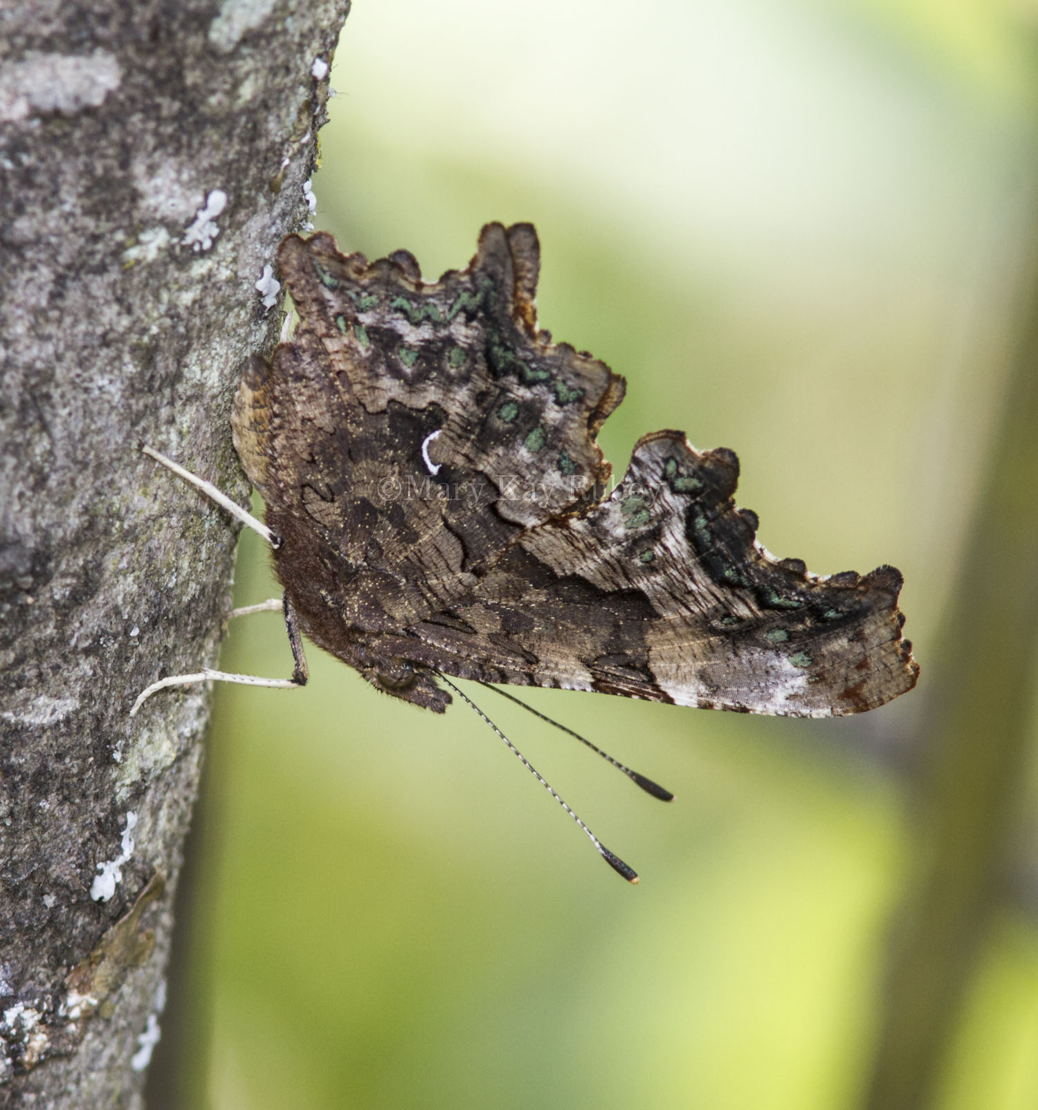 Green Comma _MG_7428.jpg