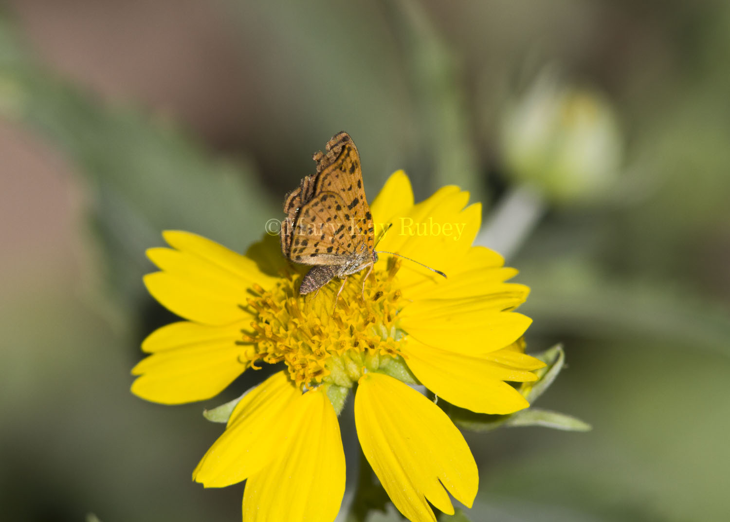 _ Red-bordered Metalmark _MG_2626.jpg