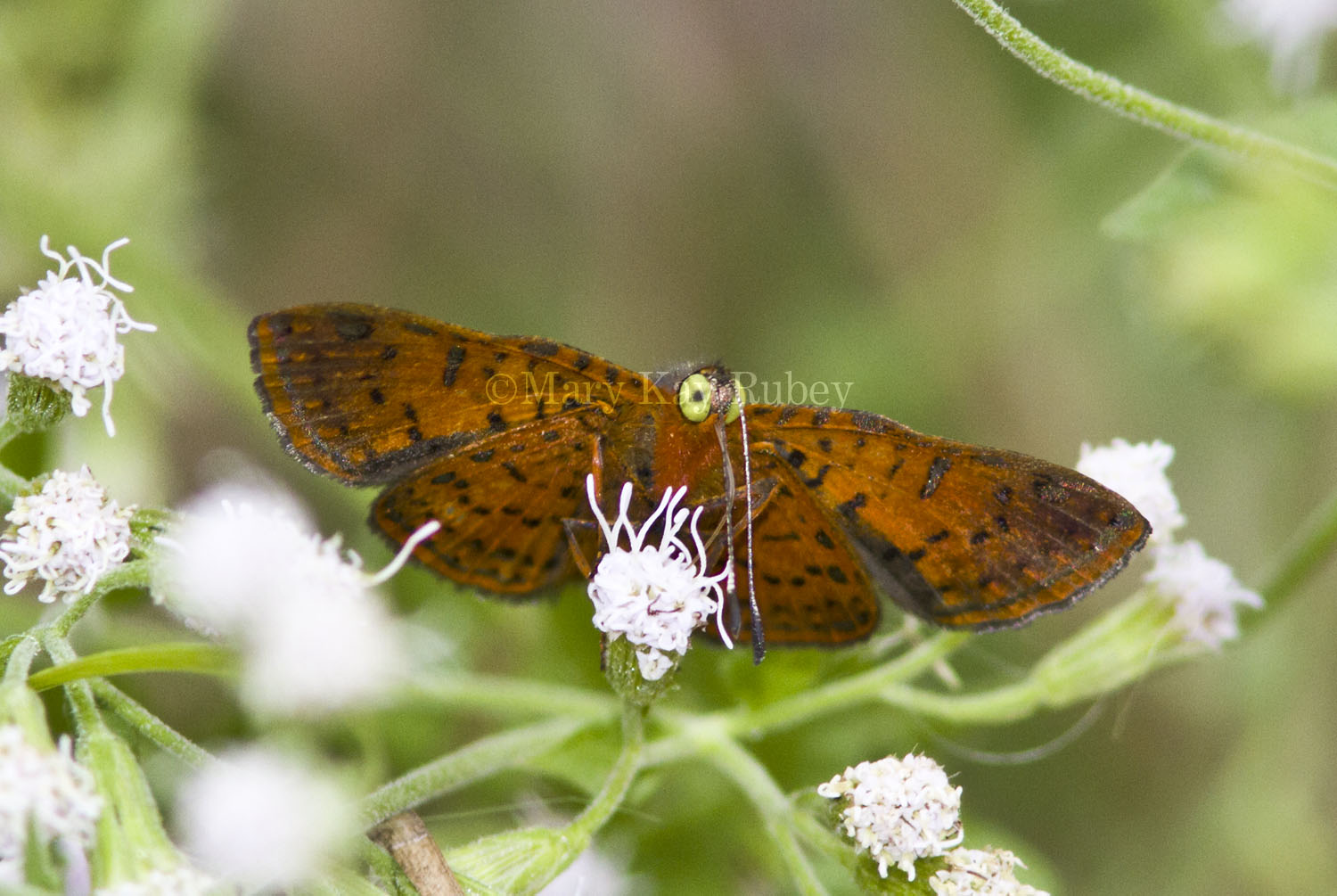 Red-bordered Metalmark _MG_0329.jpg