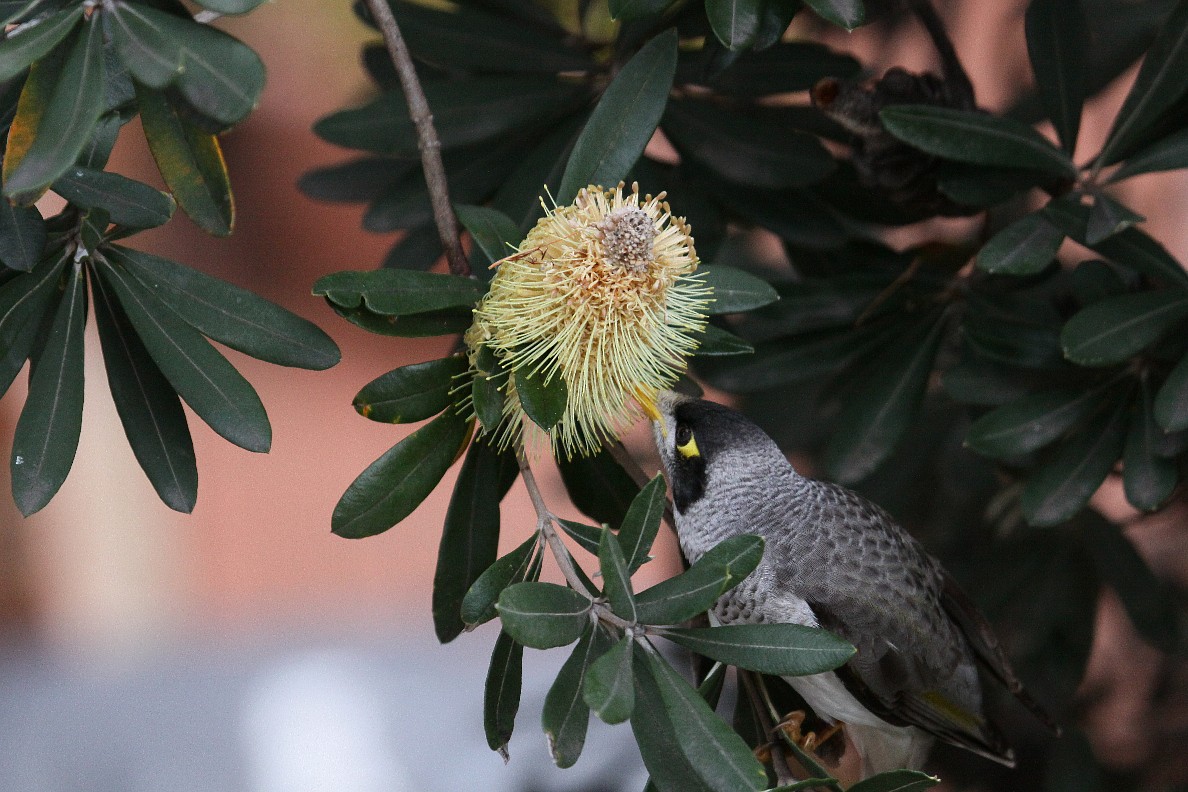 Noisy Miner