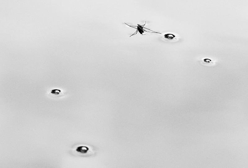 Water Strider