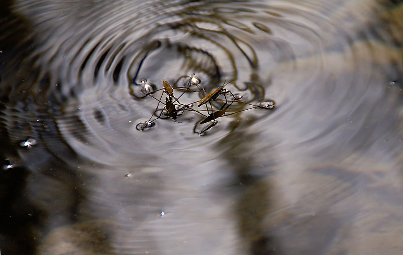 Water Skippers Romance