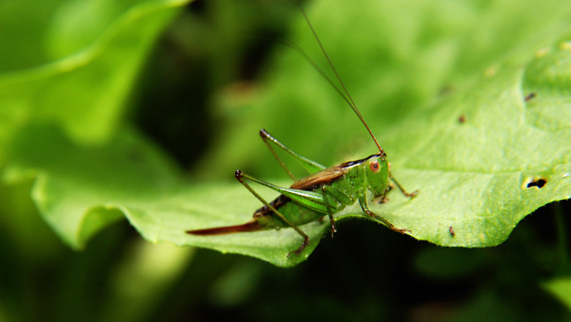 Green Hopper