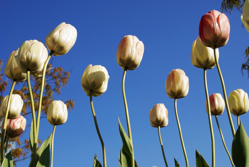 Tulips 4