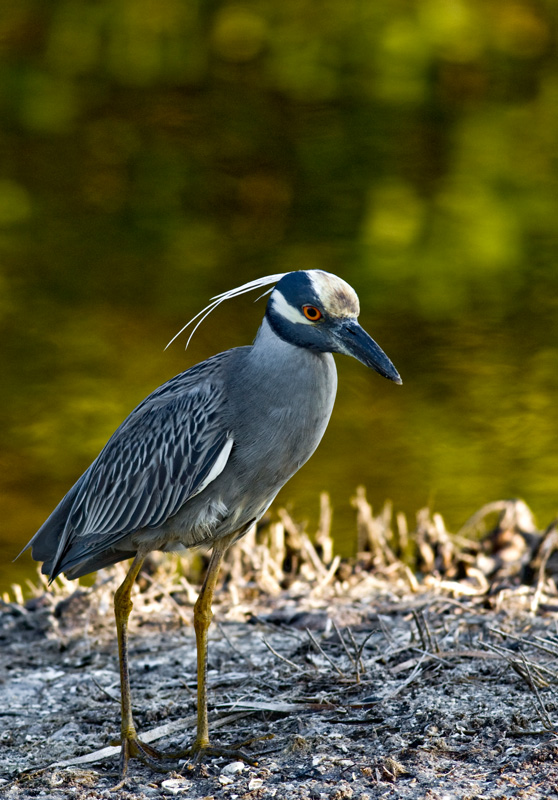 Yellow Crowned Night Heron