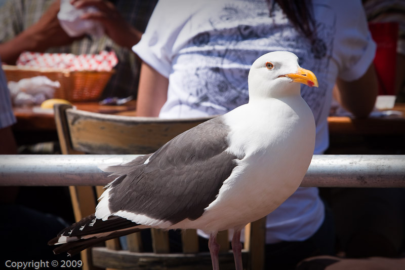 Gutter Falcon (01230)