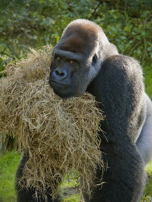 Gorilla - Disney Animal Kingdom