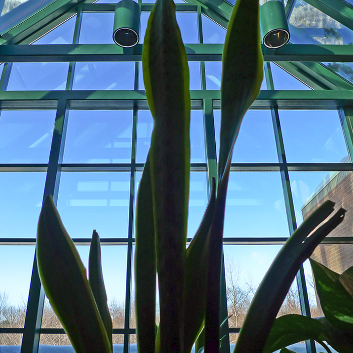 Indoor growth