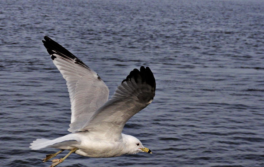 Gull with a mustache