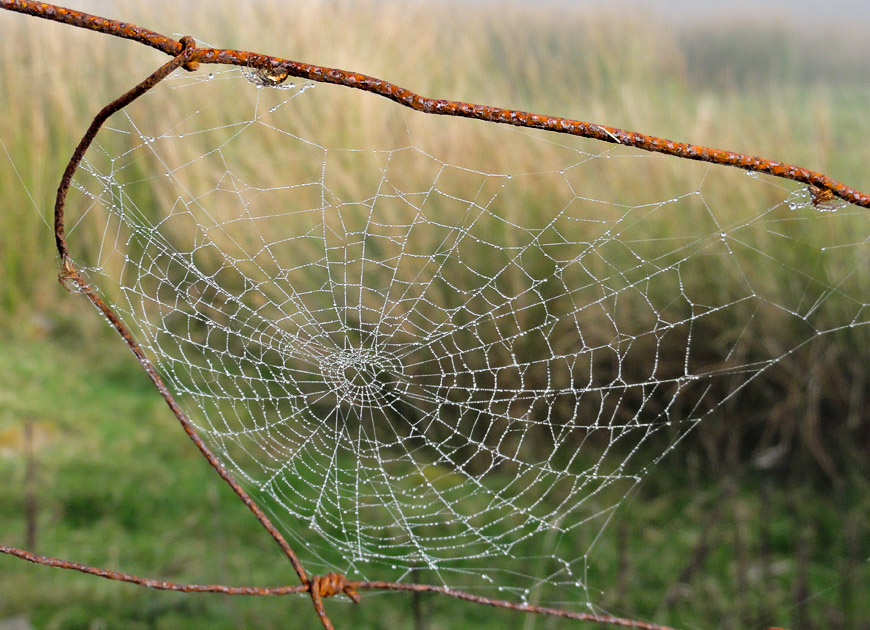 Web on a misty day.