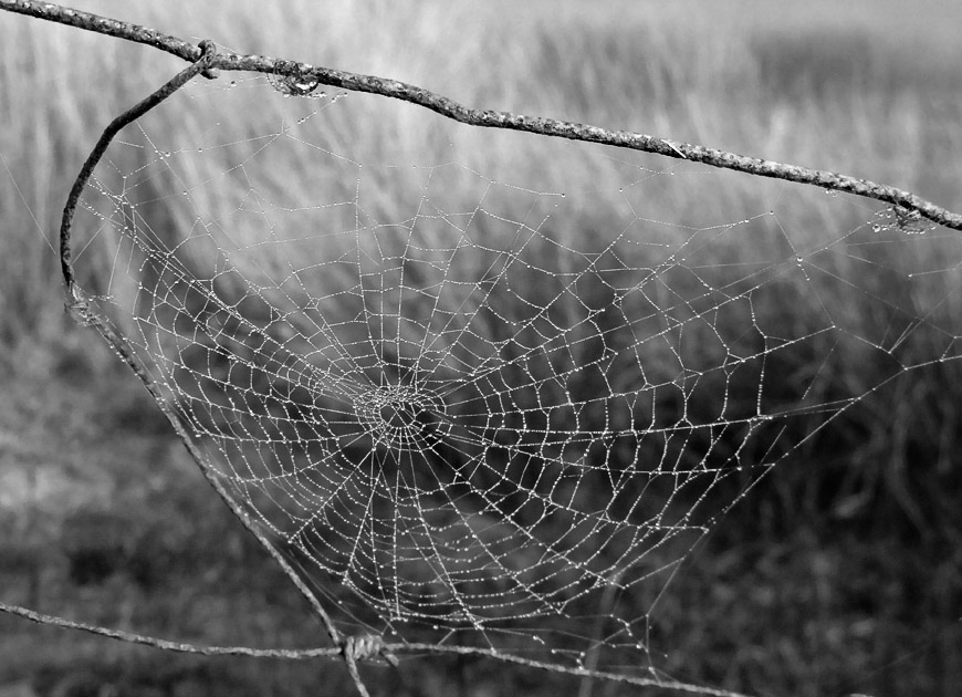 Web on a misty day- B&W