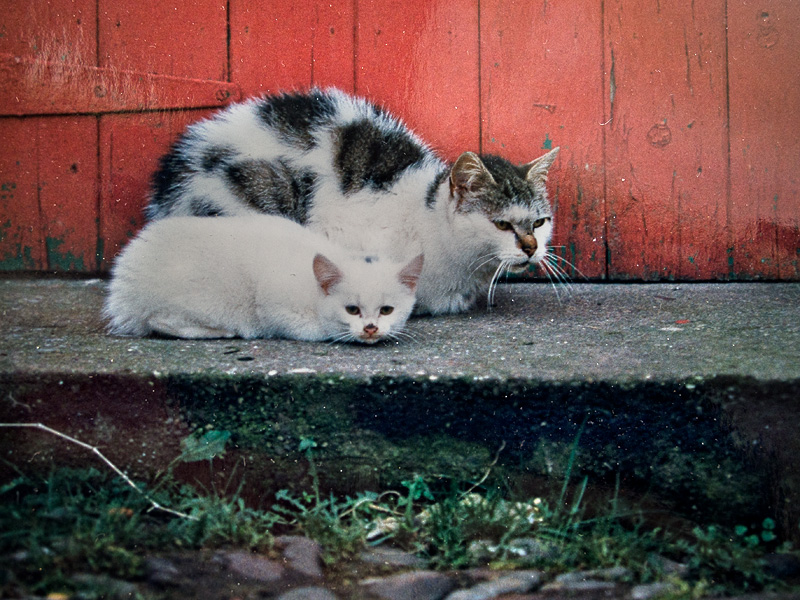 Cats resting