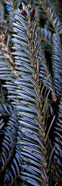 Blue spruce