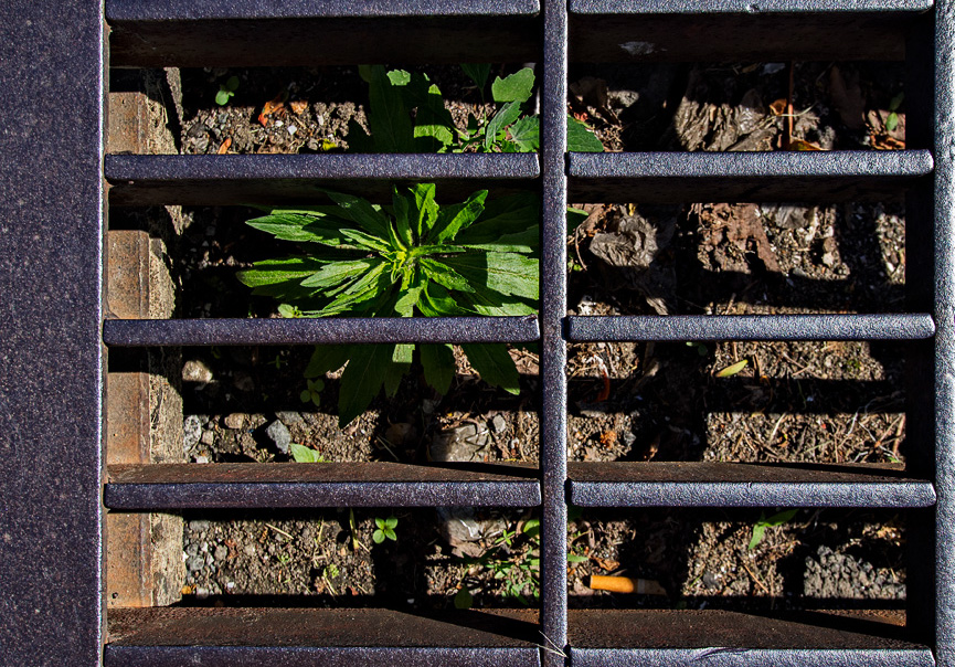 Jailed