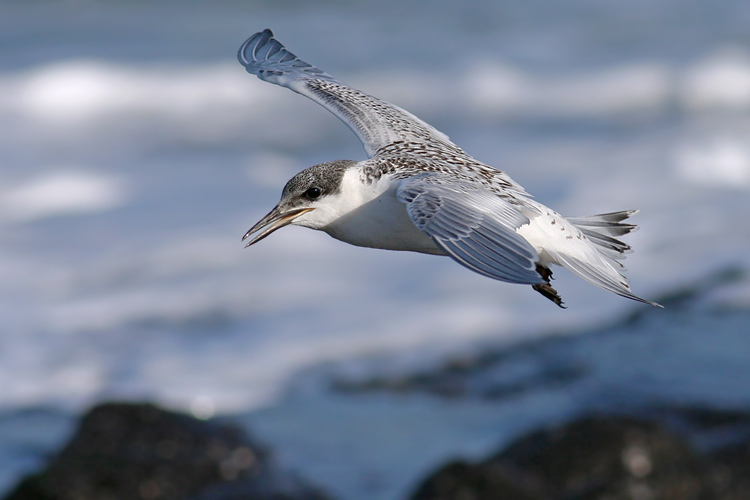 Grote Stern / Sandwich Tern