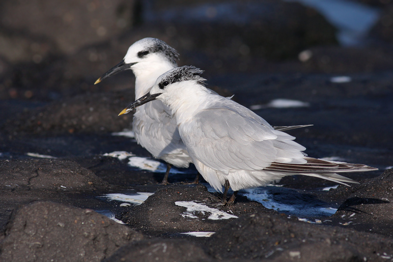 Grote Stern / Sandwich Tern