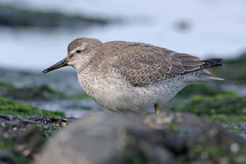 Kanoet / Red Knot