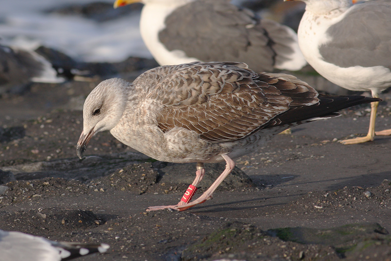 Geelpootmeeuw / Yellow-legged Gull