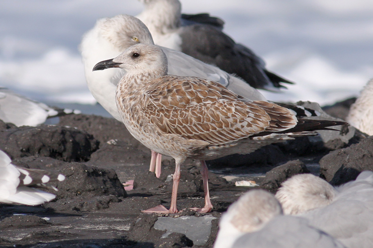 Kleine Mantelmeeuw / Lesser Black-backed Gull