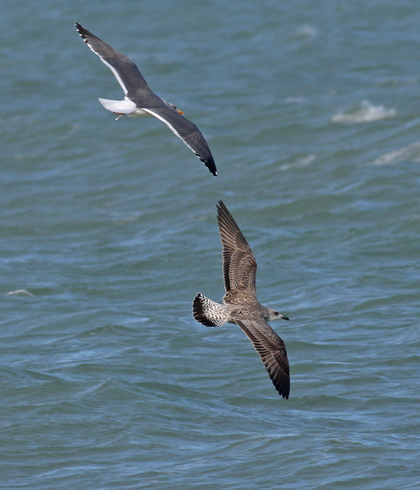 Geelpootmeeuw / Yellow-legged Gull