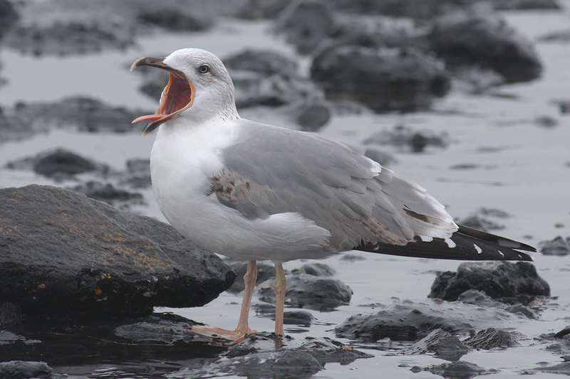 Geelpootmeeuw / Yellow-legged Gull