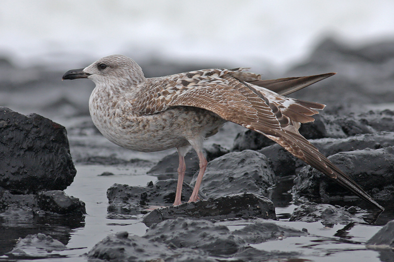 Geelpootmeeuw / Yellow-legged Gull