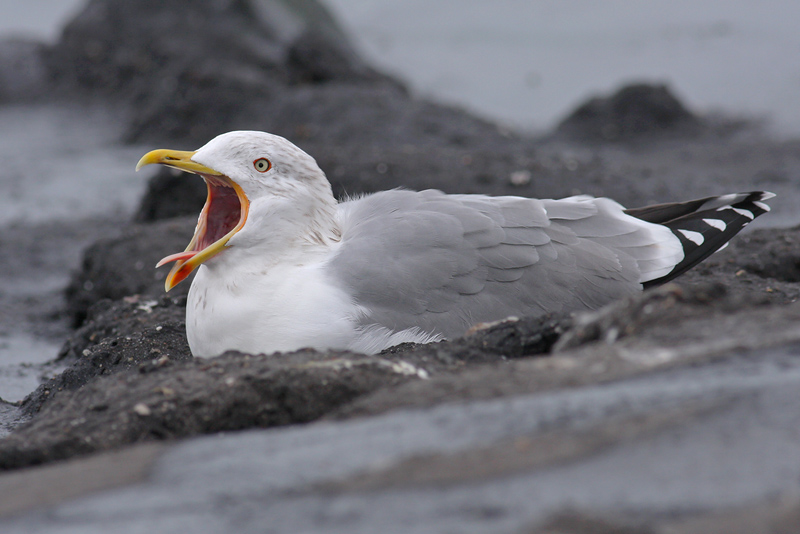 Geelpootmeeuw / Yellow-legged Gull