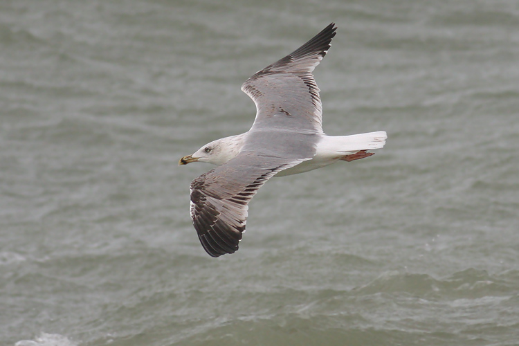 Geelpootmeeuw / Yellow-legged Gull