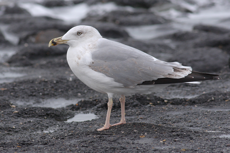 Geelpootmeeuw / Yellow-legged Gull