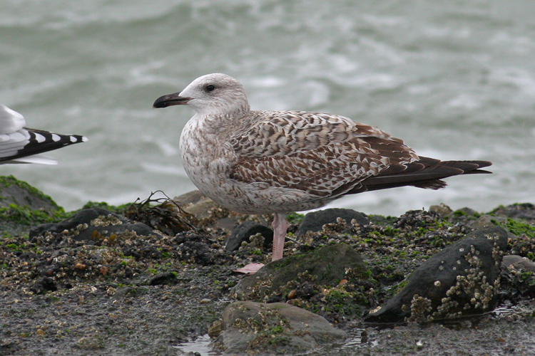 Geelpootmeeuw / Yellow-legged Gull