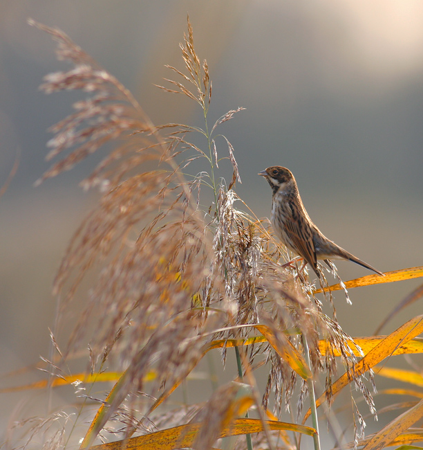 Rietgors / Reed Bunting