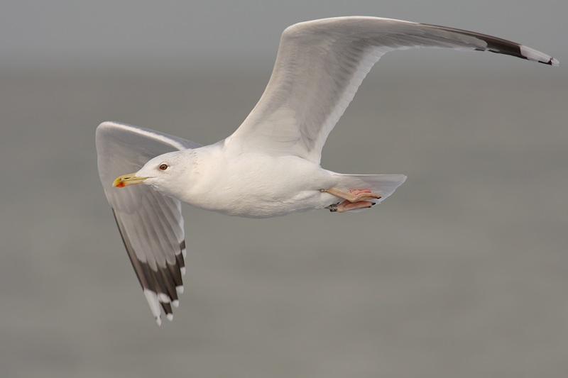 Pontische Meeuw / Caspian Gull