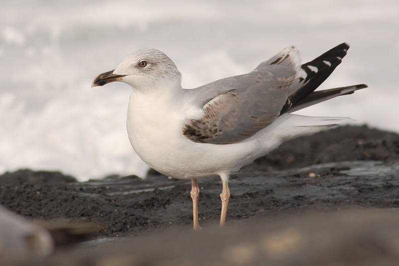 Geelpootmeeuw / Yellow-legged Gull