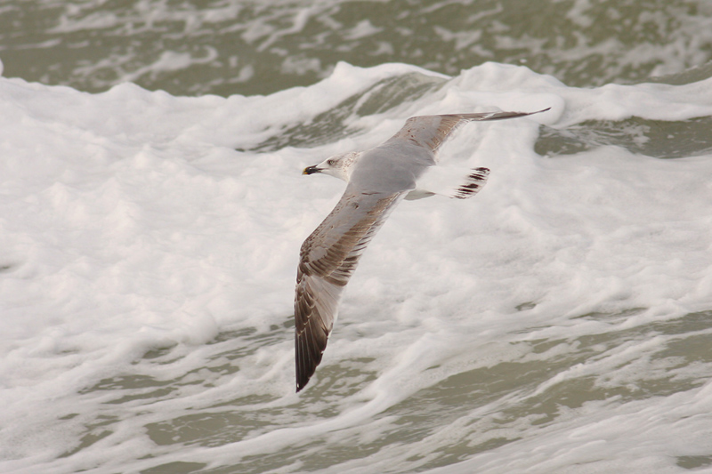 Geelpootmeeuw / Yellow-legged Gull