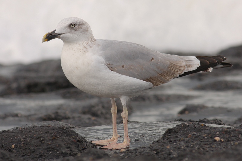 Geelpootmeeuw / Yellow-legged Gull