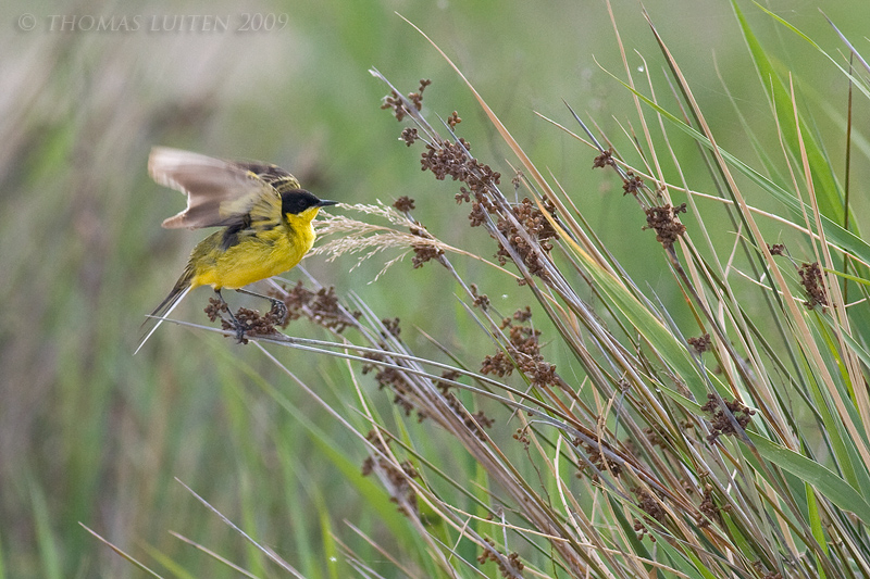 Balkankwikstaart / Black-headed Wagtail
