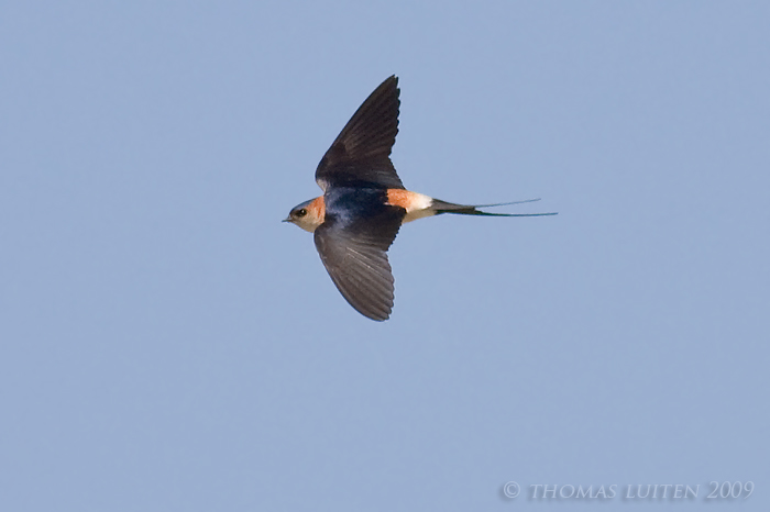 Roodstuitzwaluw / Red-rumped Swallow