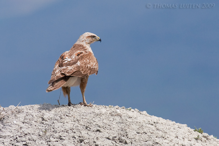 Arendbuizerd / Long-legged Buzzard