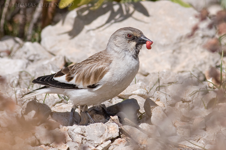 Sneeuwvink / White-winged Snowfinch