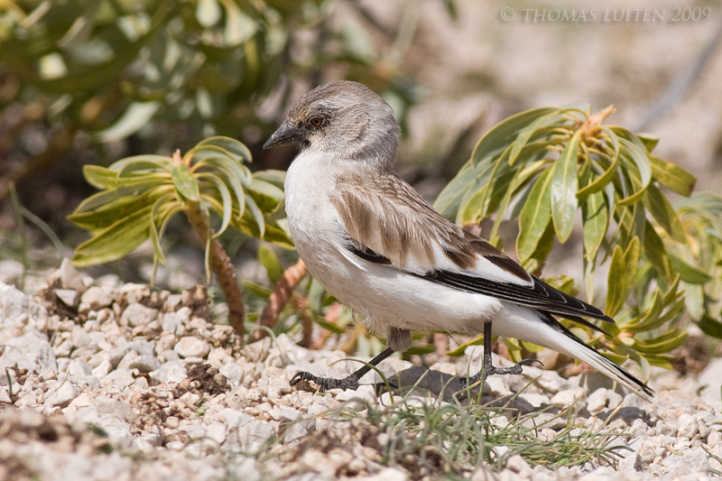Sneeuwvink / White-winged Snowfinch