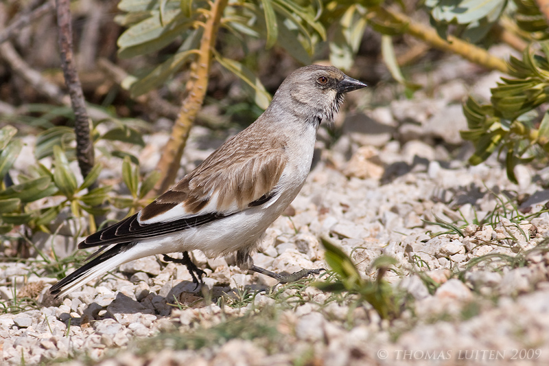 Sneeuwvink / White-winged Snowfinch