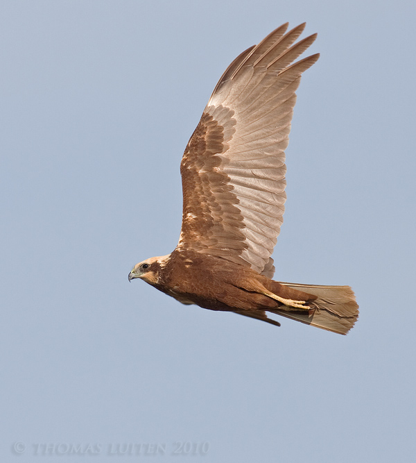 Bruine Kiekendief / Marsh Harrier