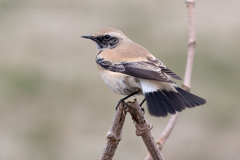 Woestijntapuit / Desert Wheatear