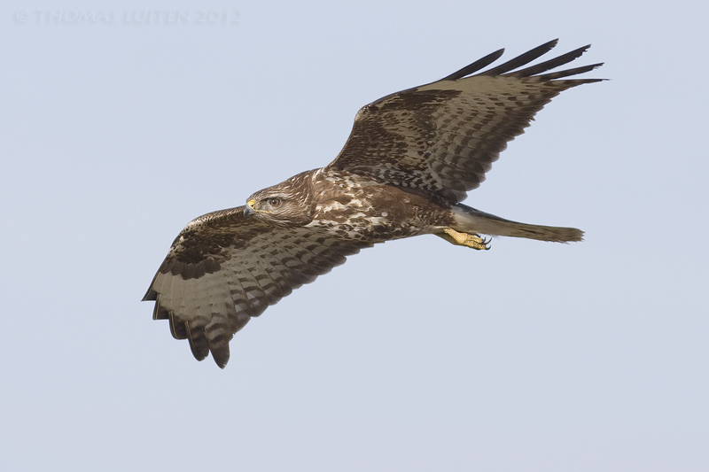 Buizerd / Common Buzzard