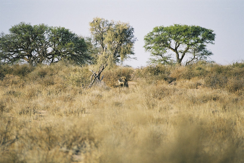 Lion near Mata Mata