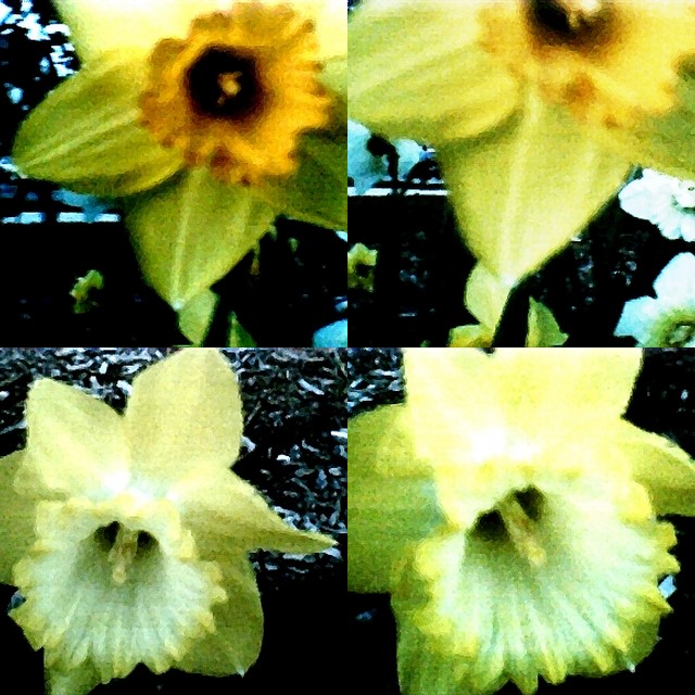 collage103.jpg