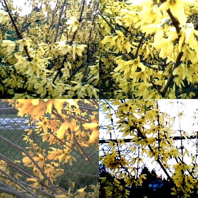 collage104.jpg